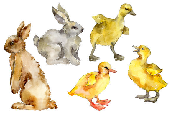 Agriculture Rabbit, Ducklings Watercolor Illustrations