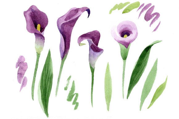 Aquarelle Purple Callas Watercolor Set and Illustrations