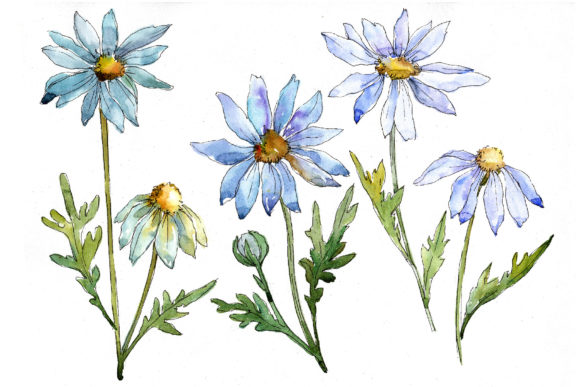 Blue Daisy Watercolor Flower Set and Illustrations