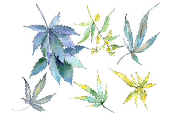 Cannabis Watercolor Illustrations