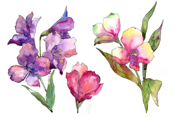 Colorful Alstroemeria Watercolor Set and Illustrations