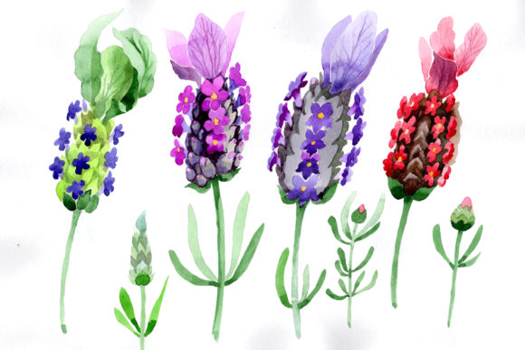 Colorful Summer Lavender Watercolor Set and Illustrations