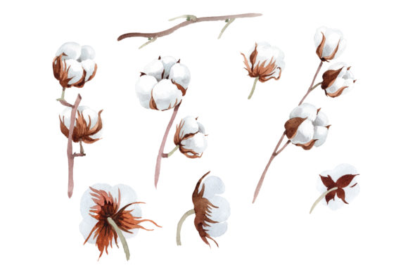 Cotton Soft Flower Watercolor Set and Illustrations