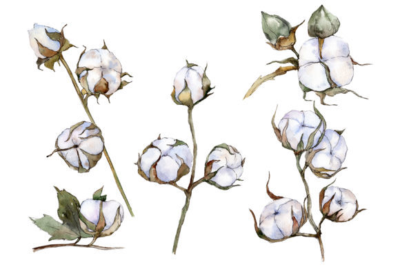 Cotton Vegetable Watercolor Illustrations