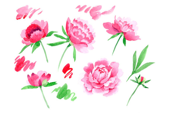 Crimson Peonies Watercolor Set Illustrations