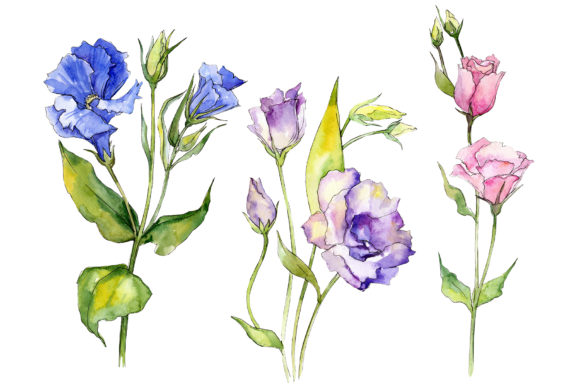 Delicate Eustoma Flower Watercolor Set and Illustrations