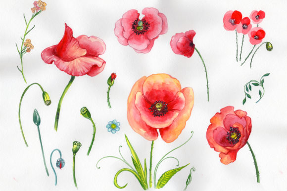 Field Red Poppies Watercolor Set and Illustrations