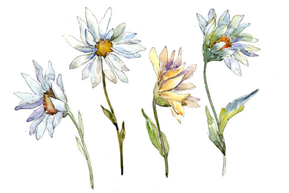 Fine White Daisy Watercolor Flower Set Illustrations