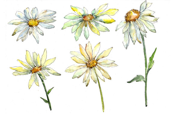 Fine Wildflower Daisy Watercolor Set Illustrations