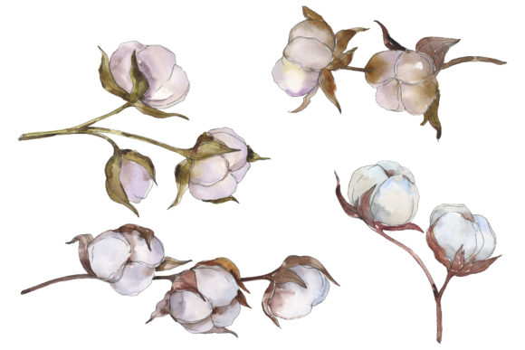 Natural Cotton Watercolor Illustrations