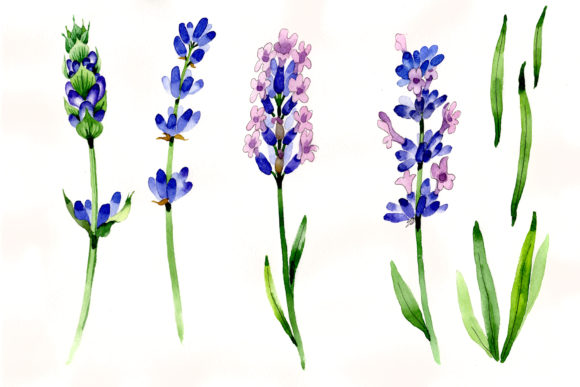 Nice Flower Purple Lavender PNG Watercolor Set