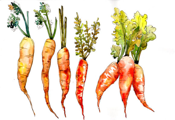 Orange Carrot Vegetables Watercolor Set & Illustrations