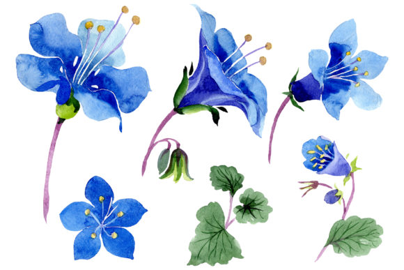Phacelia Bellflower Blue Flower Watercolor