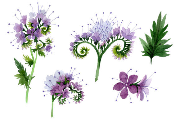 Phacelia Watercolor Illustrations