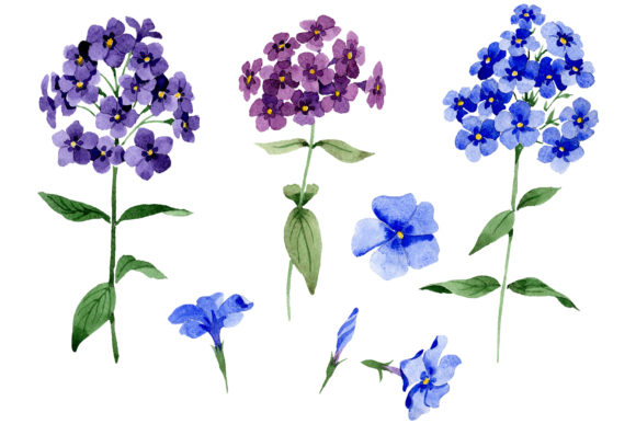 Phlox Blue Watercolor Illustrations