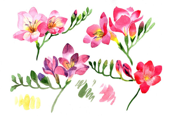 Pink Freesia Flower Watercolor Illustrations