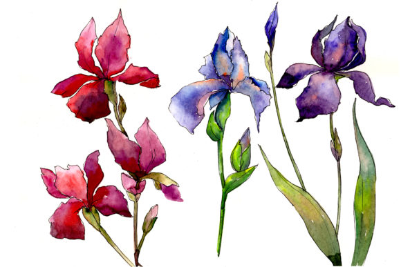 Red and Purple Irises Flowers Watercolor Set Illustrations