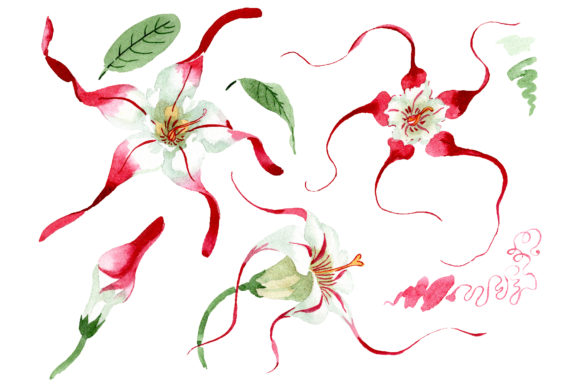 Strophanthus Watercolor Illustrations