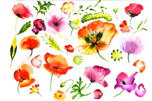 Summer Colorful Poppy Flower Watercolor Set and Illustrations