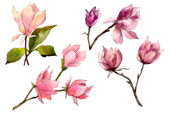 Tender Pink Magnolia Watercolor Set and Illustrations