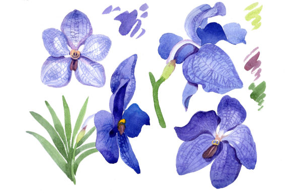 Vanda Blue Magic Watercolor Flower Set