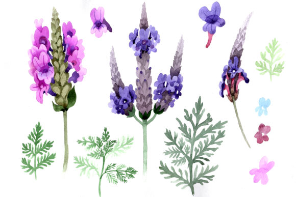 Violet Lavender Watercolor Set Illustrations