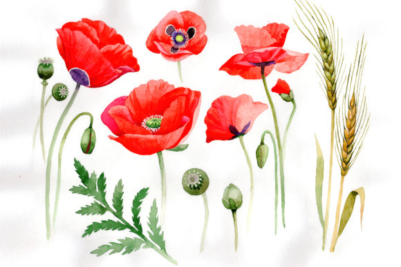 Watercolor Cool Red Poppy Set and Illustrations