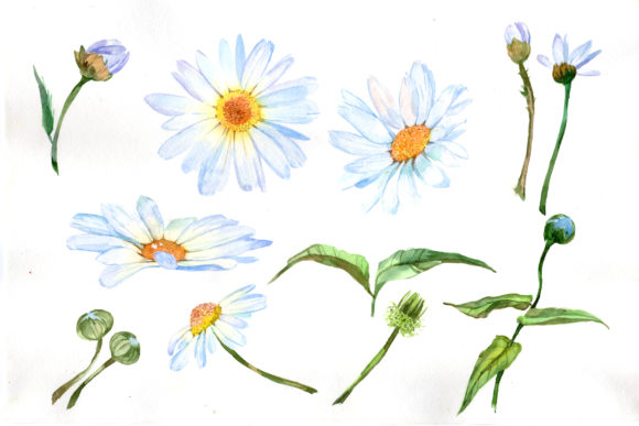 White Daisy Watercolor Flower Set and Illustrations