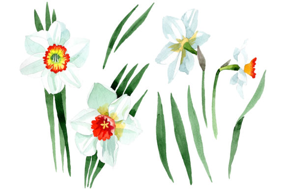 White Narcissus Watercolor Illustrations