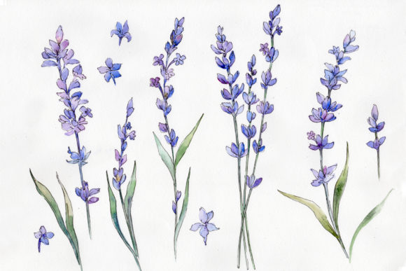 Wild Field Lavender Watercolor Set and Illustrations