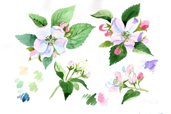 Wildflower Apple Blossom Watercolor Set and Illustrations