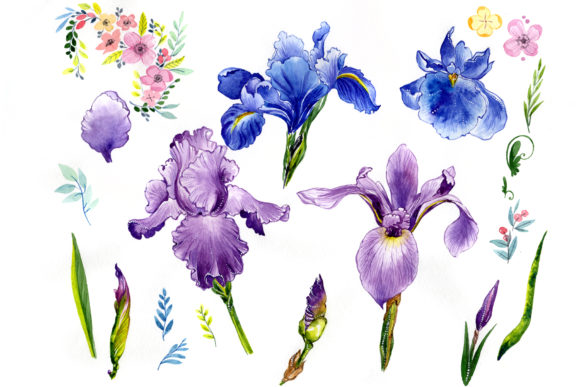 Wildflower Colorful Iris Watercolor Set and Illustrations