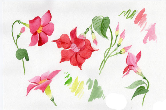 Wildflower Red Dipladies Watercolor Set and Illustrations