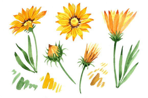 Wildflower Yellow Gazania Watercolor Set and Illustrations