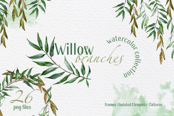 Willow Branches Watercolor Png and Illustrations