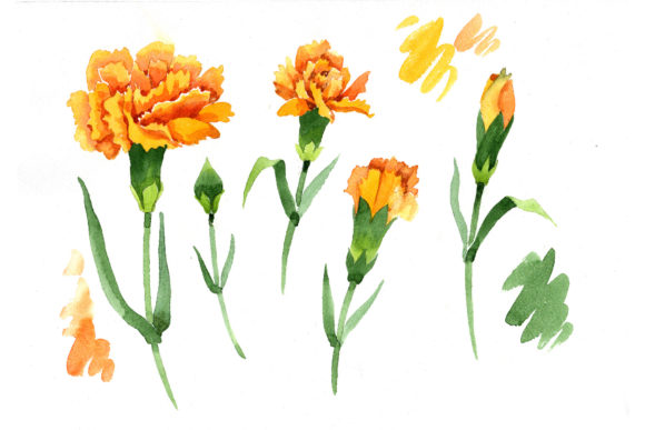 Yellow Dianthus Watercolor Flower Set Illustrations